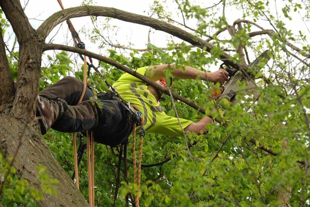 tree surgeon using a chainsaw to cut a branch