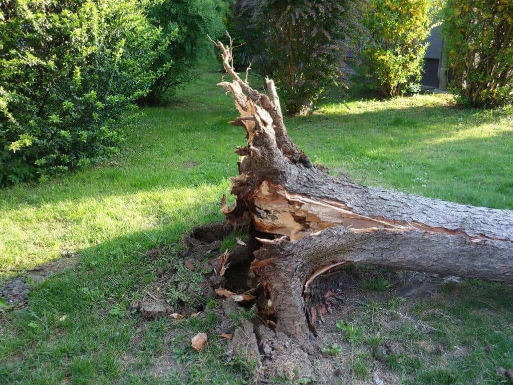 tree uprooted during a storm Castlebar